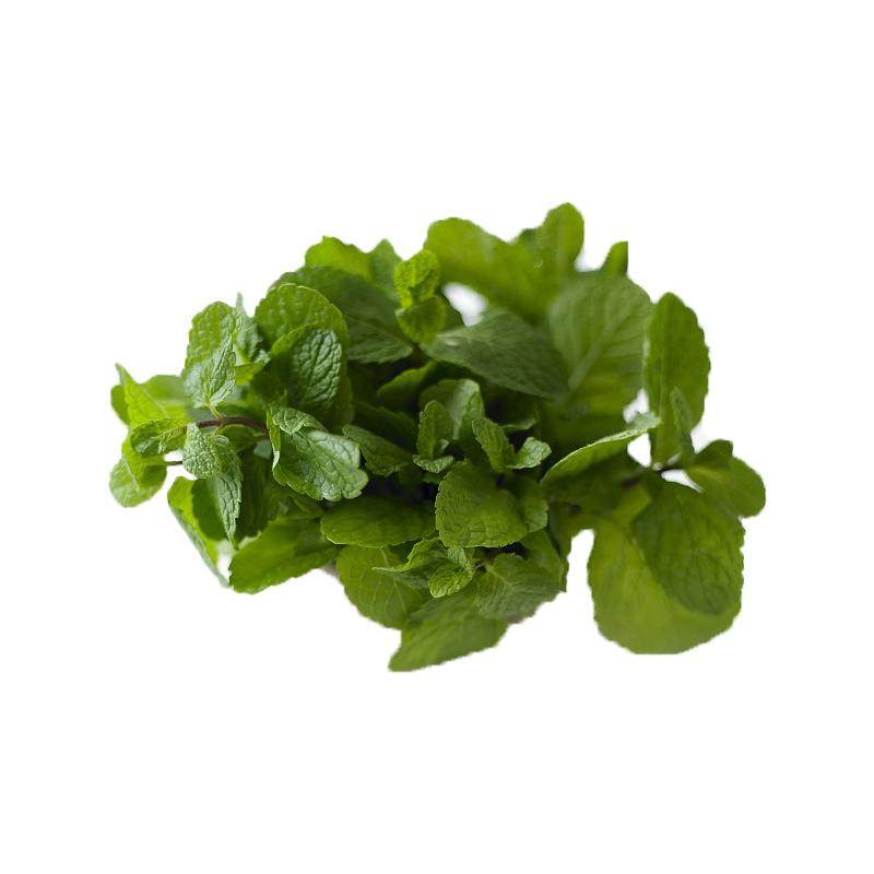 新鲜采摘留兰香薄荷叶千牛优福