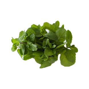 新鲜薄荷叶500g留兰香可食用香料清凉茶饮烘焙点缀莫吉托调酒装饰