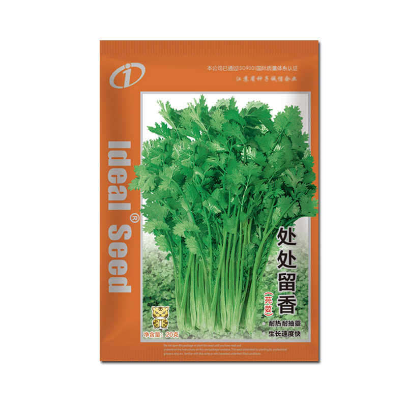 老品种香菜种籽四季种植