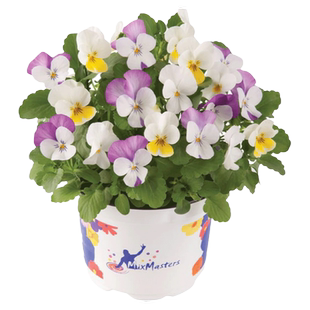 虹越花彩洛可可礼服角堇花苗盆栽阳台皱边德古拉冬季耐寒爆花期长