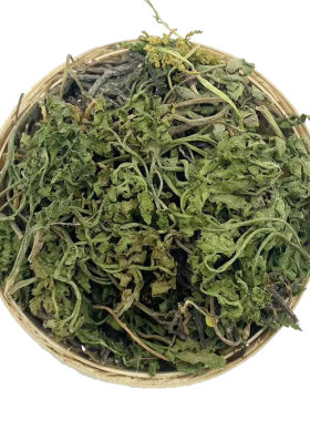 小春花破天阴地蕨金鸡不见中药材