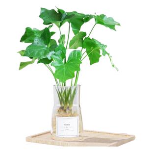 春羽水培绿植物春雨盆栽苗办公室内桌面水养花卉好养活小天使四季