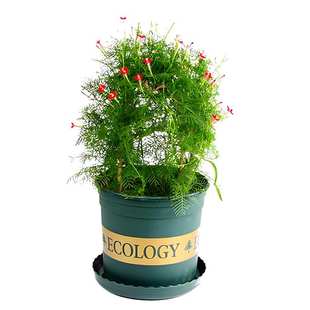 羽叶茑萝花种子五角星花爬藤爬墙花卉庭院阳台盆栽四季易种花种籽