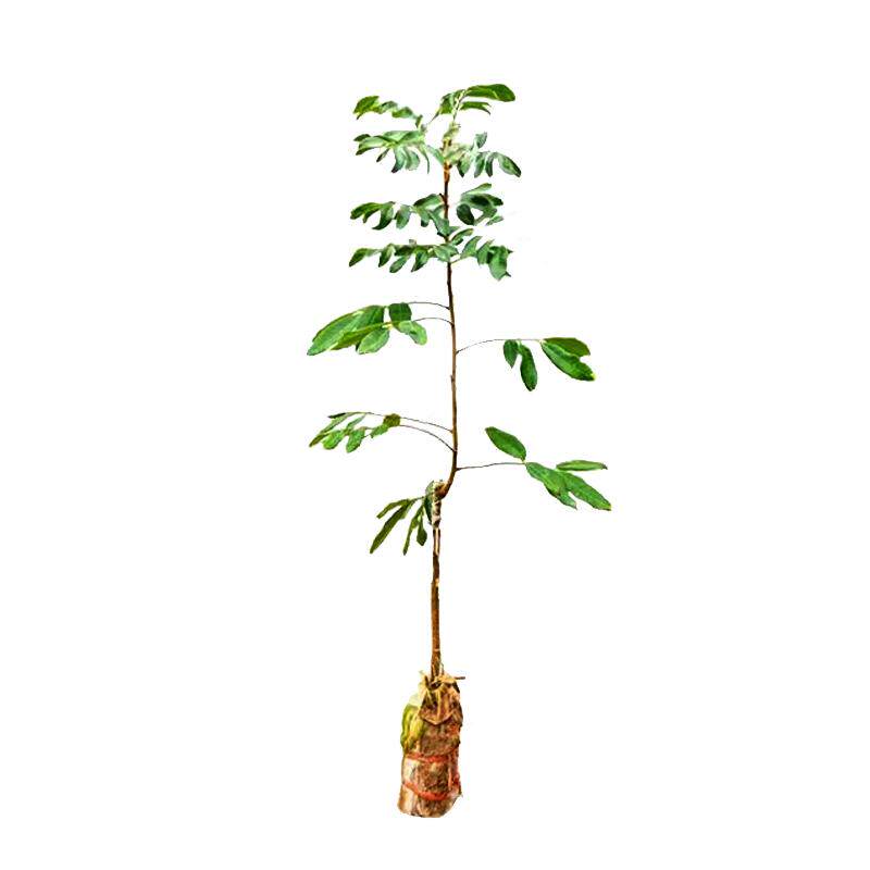 特大龙眼树苗四季种植当年结果