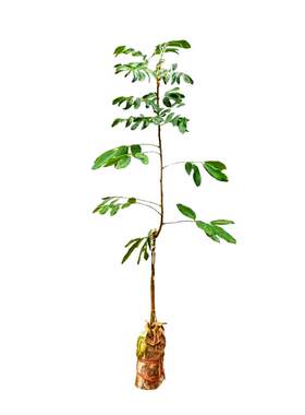 特大龙眼树苗四季种植当年结果