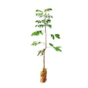 广西嫁接龙眼树苖特大果储良桂圆石硖南方四季种植地栽当年结果