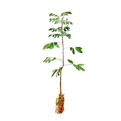 特大龙眼树苗四季种植当年结果