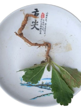 山东农家现挖现发带根带叶整颗