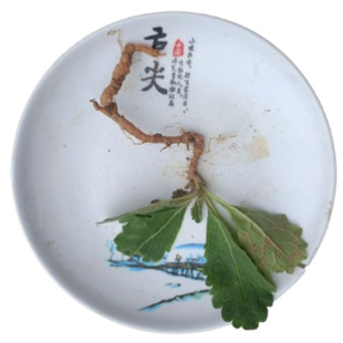 地黄苗整颗带根带叶现挖野外山东特产生地黄现发农家中药材包邮