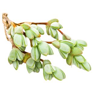 碧鱼莲多头碧玉莲多肉植物盆栽鹿角海棠办公桌肉肉绿植花卉