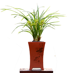 翁源正品老种春剑大唐盛世奇花四季建兰富山奇蝶带花浓香好养盆栽