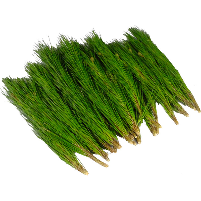 新鲜深山松枝松针泡茶