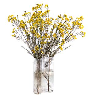 红色澳梅腊梅鲜花云南直发水培植物客厅鲜切花蜡梅喜庆装饰插花