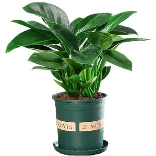 大叶绿公主铂金钻盆栽室内大型客厅水培花卉万年青绿萝好养绿植物