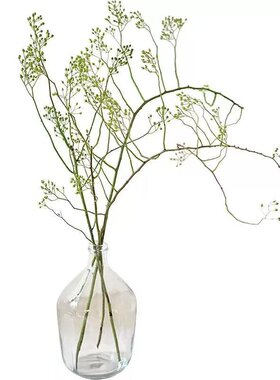 水培植物龙柳吊钟植物客厅