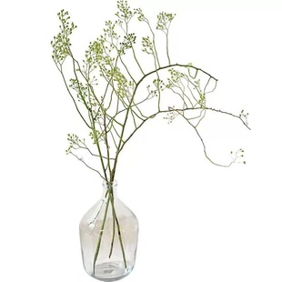 水培植物龙柳鲜枝插花干枝客厅室内装饰盆栽水养雪柳好养吊钟绿植