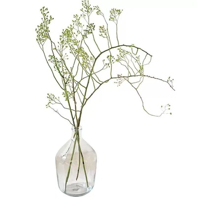 水培植物龙柳吊钟植物客厅