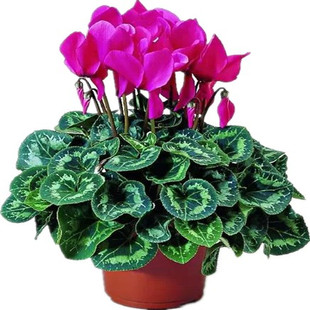 一代仙客来年宵带花盆栽兔子花鹤仙来进口种球室内易养原土盆包邮