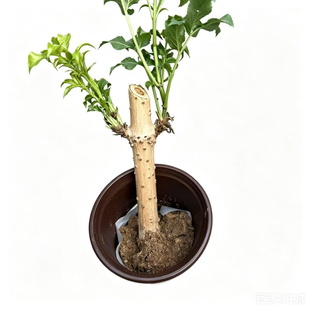活筋条盆栽接骨木树苗花苗庭院阳台枝条泡脚活血舒筋崴脚扭伤骨折