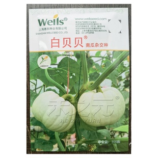 白贝贝小南瓜种子板栗四季蔬菜苗春秋菜种籽种孑禾之元种业迷你