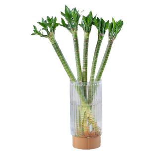 多头龙竹粗壮转运竹富贵竹水养带根客厅金钱树花盆栽节节高文昌竹