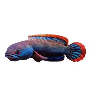 血斑雷龙1型凶猛淡水雷龙 血斑二型 梦幻冰火雷龙美观凶猛小型鱼