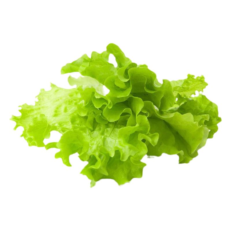 大速生菜秧苗绿生菜苗四季盆栽