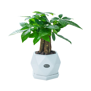 发财树小盆栽摆件盆景办公室内花卉绿萝水培三杆好养四季常绿植物