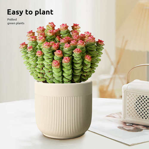 钱串子植物多肉小盆栽办公室桌面好养观叶花卉多头老桩四季好养活