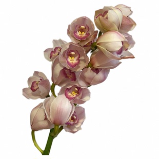 上海大花蕙兰鲜切花兰花室内花卉水养婚庆手捧花全国包邮到家