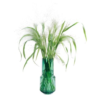 新鲜喷泉草鲜花云南直发鲜切花夏天水培绿植室内插花配草小野花