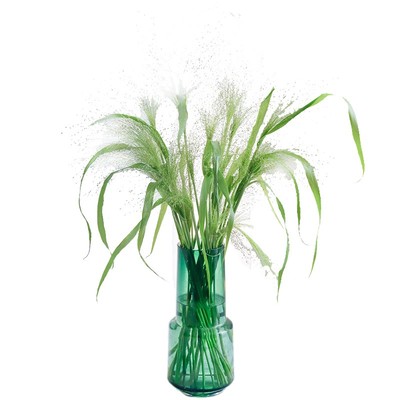 喷泉草鲜花插花配草新鲜直发