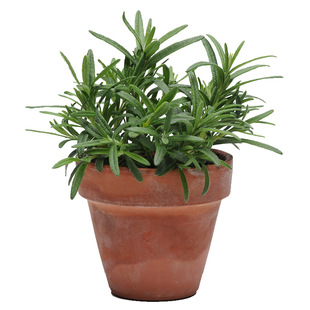 迷迭香种子香草春季秋季四季播多年生室内阳台盆栽花卉子菜籽