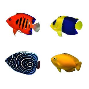 火焰仙蓝闪电黄新娘石美人蓝圈蓝纹小型神仙鱼观赏鱼海水鱼活体