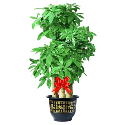 客厅大型发财树送货上门乔迁开业