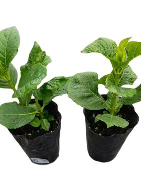 绣球花苗院子新品盆栽植物