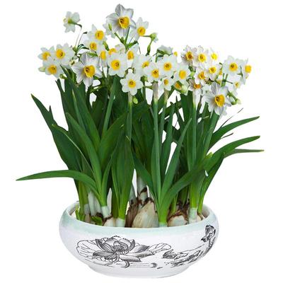 漳州水仙花种球盆栽冬季耐寒花卉