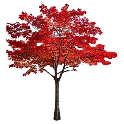 日本红枫树苗四季红舞姬风景大树