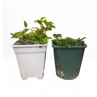 帅帅园艺【带盆中苗】一加仑苗阳台盆栽户外栽培四季藤本爬藤植物