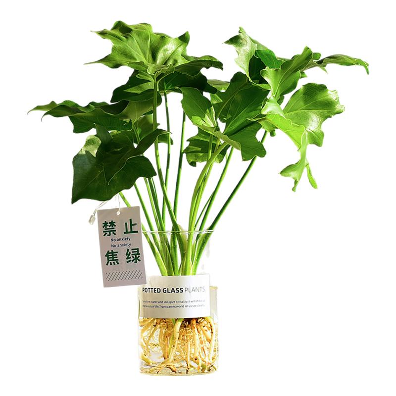 鏡綠 春羽水培植物耐陰盆栽桌面花卉室內四季好養(yǎng)活大葉龍鱗常綠