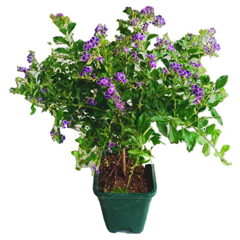 巧克力蕾丝金露花春夏秋奶香味