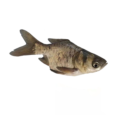 缩骨大头鱼苗淡水养殖仙骨胖头鱼