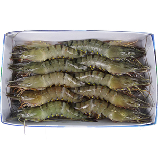 大黑虎虾超大鲜活冷冻对虾大对虾新鲜斑节虾竹节虾老虎虾2斤包邮