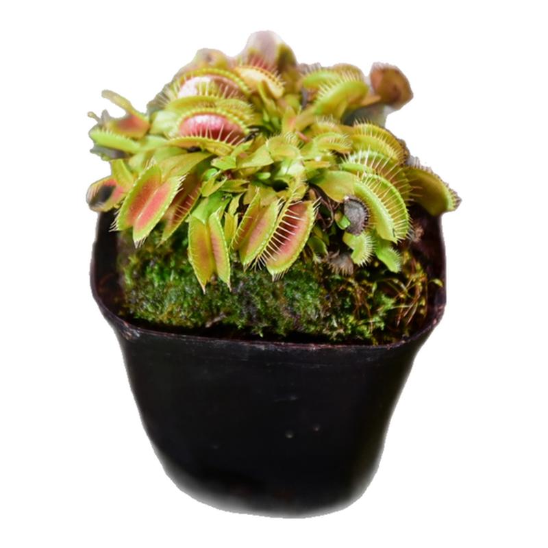 简单易养趣味植物办公室客厅驱蚊