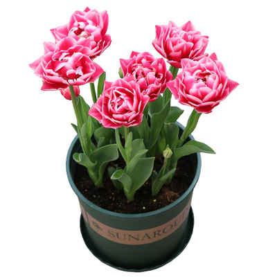 已到货5度球郁金香进口大种球