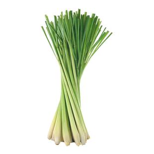 【老一生鲜】新鲜 香茅 香茅草 新鲜 柠檬草 250g