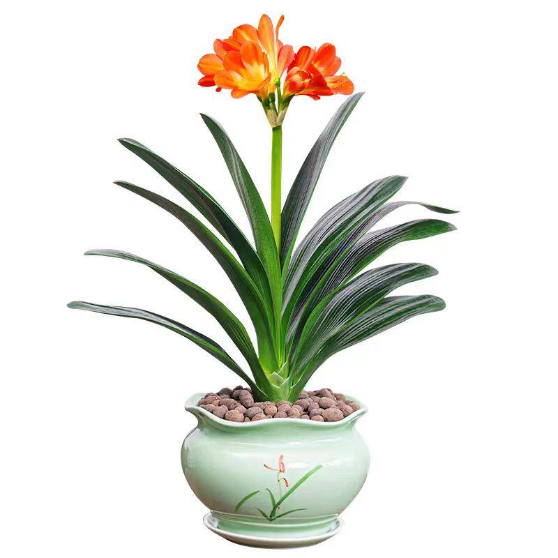 精品君子兰盆栽带花苞客厅十大名贵花卉植物室内易活四季兰花小苗