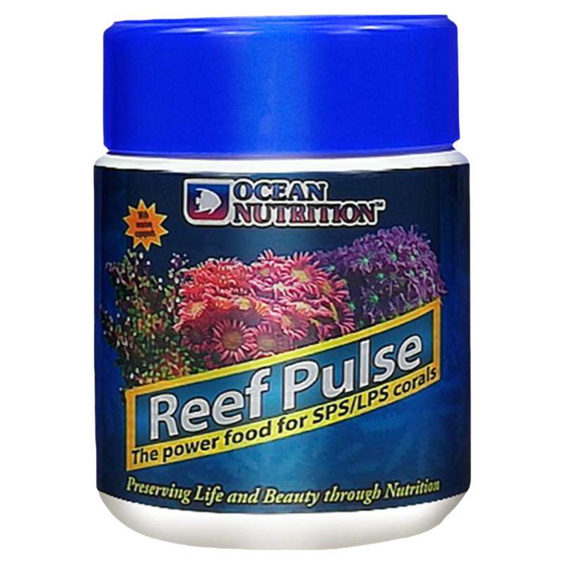 美国海洋滤食生物混合软体古珊瑚