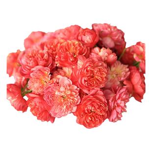 躲躲藏藏月季花大苗阳台多花微月玫瑰盆栽绿植物花色绚丽株型矮小