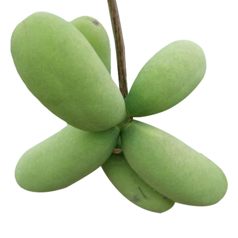 四川种植南方嫁接果树苗